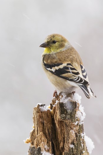 American goldfinch bird in snow. | Free Photo - rawpixel