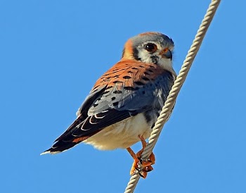 American Kestral.jpg