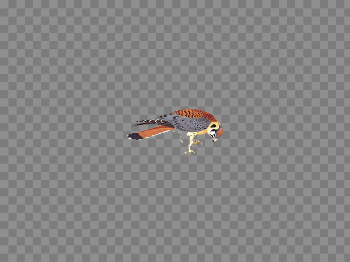 American Kestrel PNG Image Background