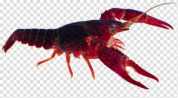 American lobster Crab Xuyi County Crayfish, Gifts Red Lobster transparent background PNG clipart