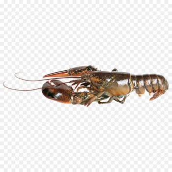 American lobster Seafood Stock photography Palinurus elephas - Boston lobster 