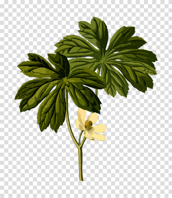 American Mandrake Branch Flower - Free vector graphic on Pixabay
