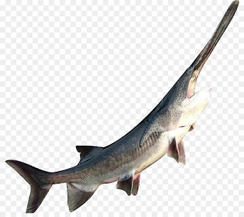 American paddlefish Sturgeon Shark Seafood - Duckbill fish 