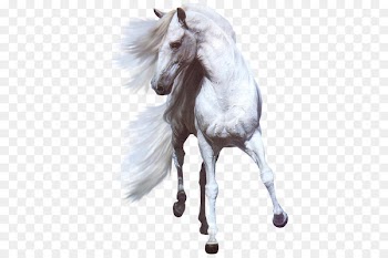 American Paint Horse Horses Hinny White Black - horse 