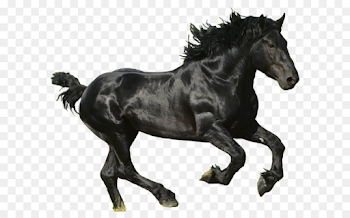 American Paint Horse Mustang Thoroughbred - Horse png image png ...
