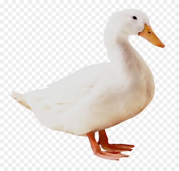 American Pekin Donald Duck Transparency German Pekin -  