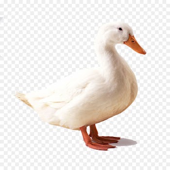 American Pekin Duck Bird Mallard Goose - duck 