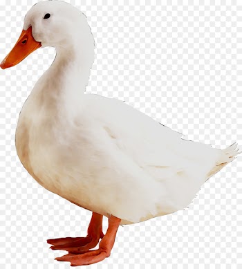 American Pekin Duck Cygnini Goose Portable Network Graphics -  