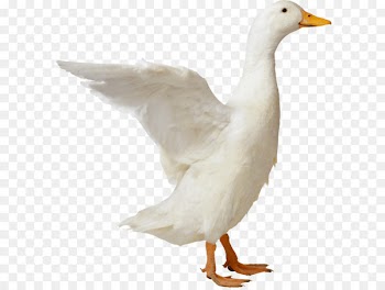 American Pekin Duck Goose Mallard - Duck Png Image 