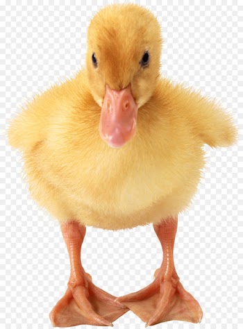American Pekin Duck meat Clip art - duck 