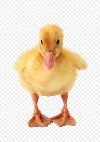 American Pekin Duck Puppy Clip art - Duck physical map material 