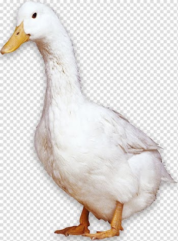 American Pekin Peking duck Bird Domestic goose, White Duck transparent background PNG clipart