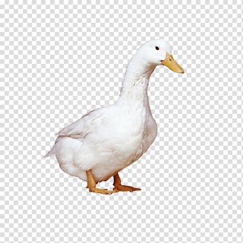 American Pekin Raising Ducks, White Duck transparent background PNG clipart