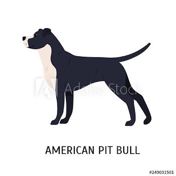 American Pit Bull Terrier
