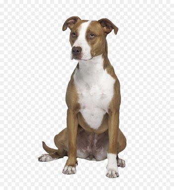 American Pit Bull Terrier American Staffordshire Terrier Staffordshire Bull Terrier - American pit bull terrier 