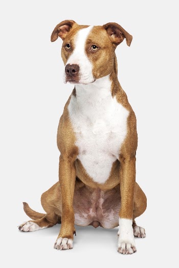 American Pit Bull Terrier, dog | Free Photo - rawpixel