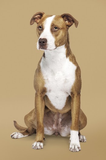 American Pit Bull Terrier, dog | Free Photo - rawpixel