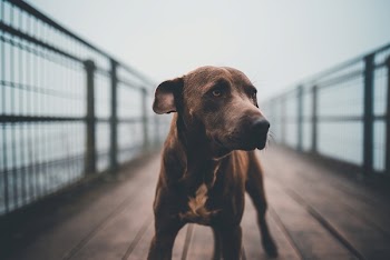 American Pit Bull Terrier On Selective Focus Photo