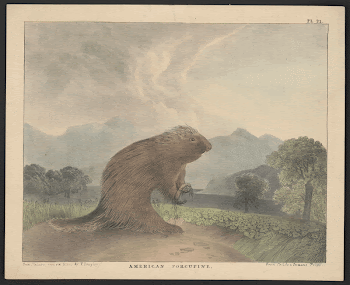 American porcupine from nature and | Free Photo - rawpixel