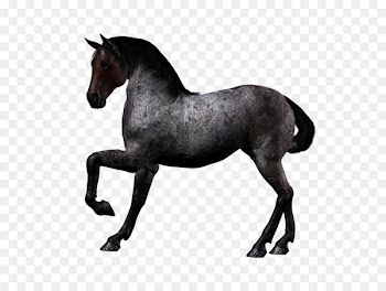American Quarter Horse Howrse Fantasy Unicorn - Horse png image 