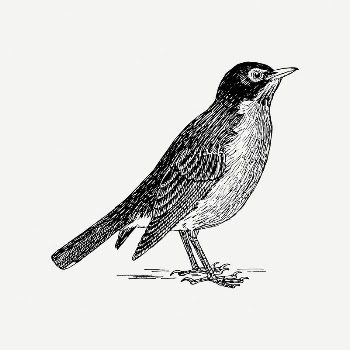 American robin bird clipart, vintage | Free PSD Illustration - rawpixel