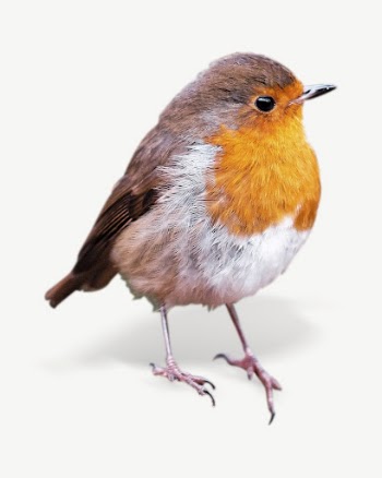 American robin bird collage element | Free PSD - rawpixel