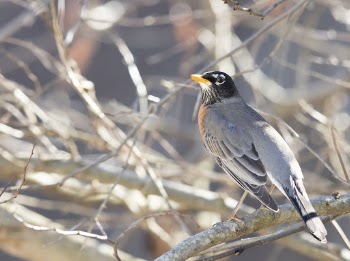 American robin bird. Free public | Free Photo - rawpixel