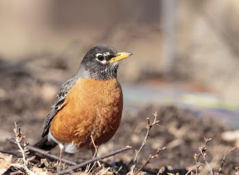 American robin bird. Free public | Free Photo - rawpixel