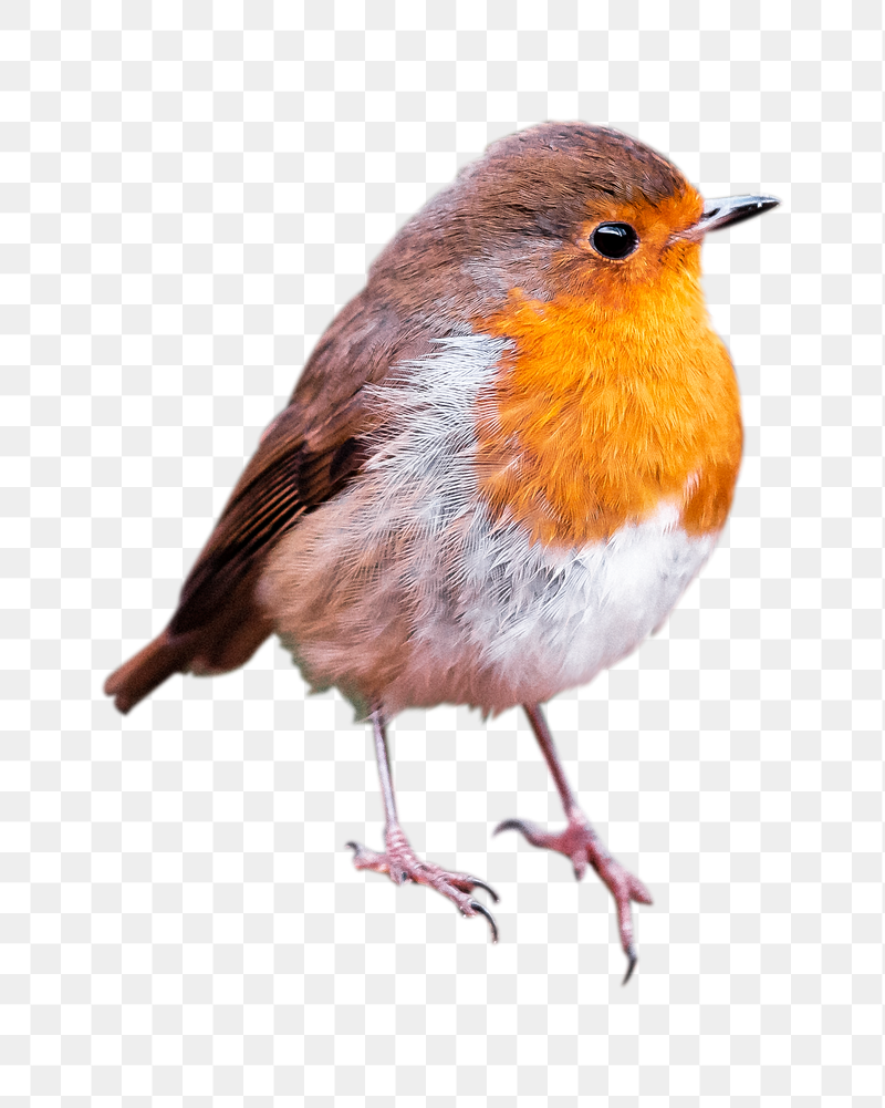 American robin bird png sticker, | Free PNG - rawpixel