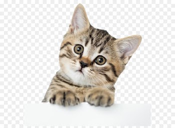 American Shorthair British Shorthair Kitten Dog Puppy - Cute kitten pictures 