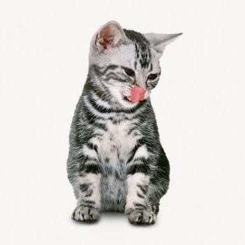 American Shorthair cat, pet animal | Free Photo - rawpixel