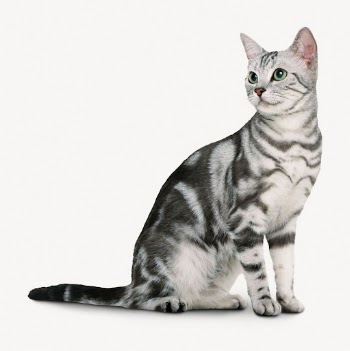 American Shorthair cat, pet animal | Free Photo - rawpixel