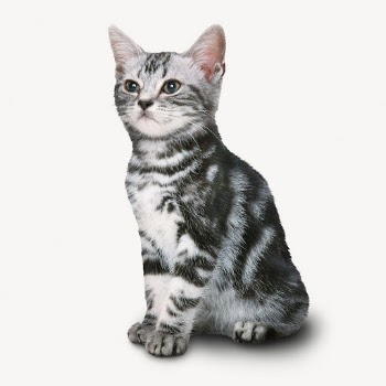 American Shorthair cat, pet animal | Free Photo - rawpixel