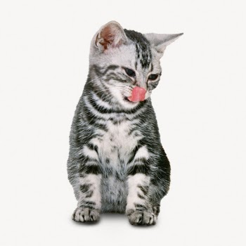 American Shorthair cat sticker, pet | Free PSD - rawpixel