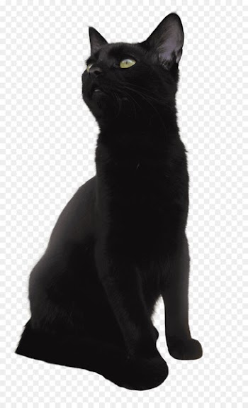 American Shorthair European shorthair British Shorthair Bombay cat Munchkin cat - black panther 