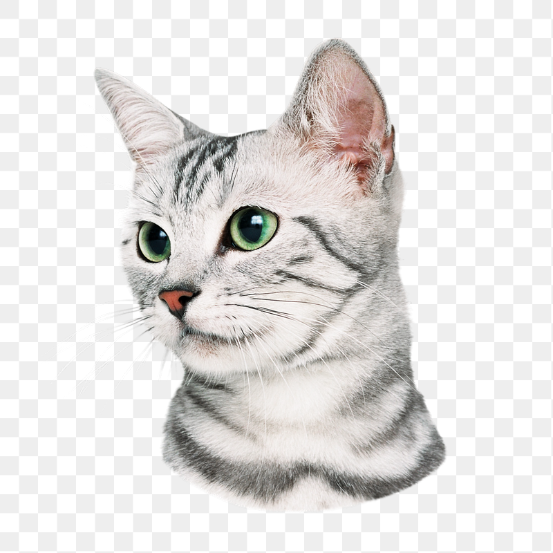 American Shorthair kitten png sticker, | Free PNG - rawpixel