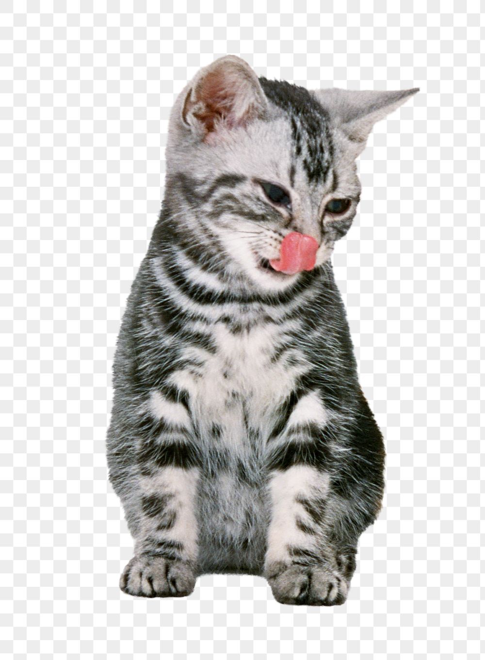American Shorthair png cat sticker, | Free PNG - rawpixel