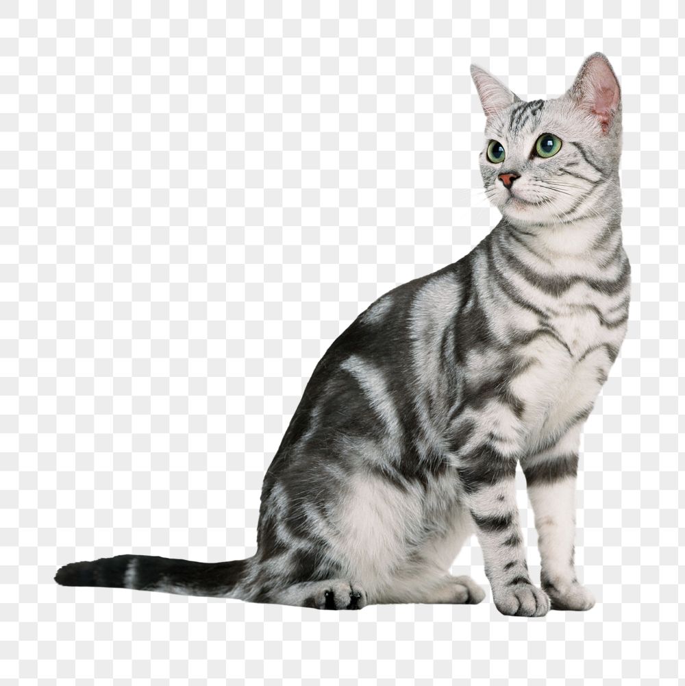 American Shorthair png cat sticker, | Free PNG - rawpixel
