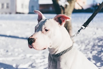 American Staffordshire Terrier