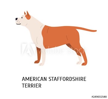 American Staffordshire Terrier or Amstaff
