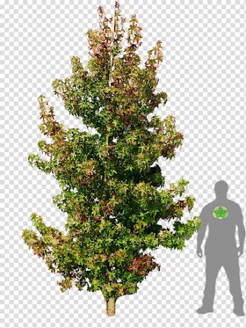 American sweetgum Liquidambar formosana Tree Woody plant, natural transparent background PNG clipart