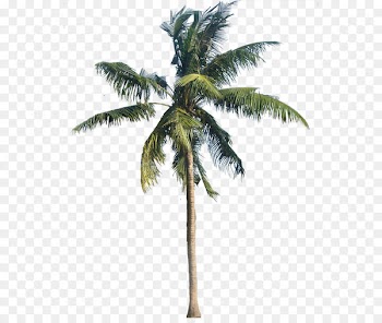 American sycamore Coconut Arecaceae - Coconut Tree Transparent PNG 