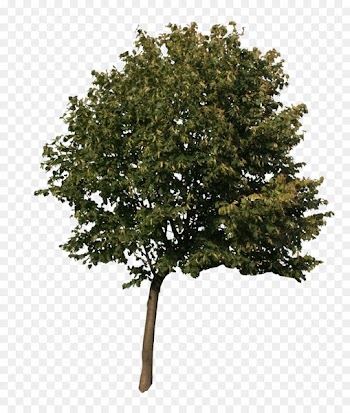 American sycamore Quercus acutissima English oak Tree 3D computer graphics - oak 