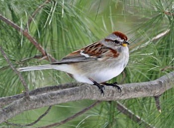 American Tree Sparrow.JPG