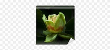 American Tulip Tree In Blossom Wall Mural • Pixers® - Tulip Tree