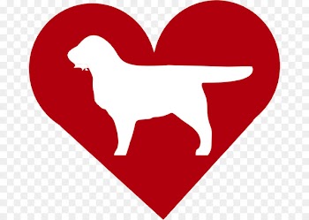 American Water Spaniel Irish Water Spaniel Afghan Hound Dog breed Airedale Terrier - cat 