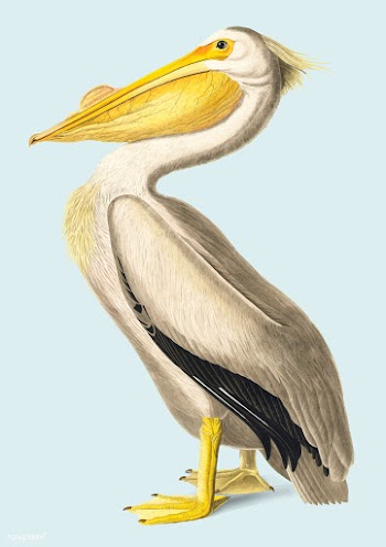 American White Pelican illustration | Free stock vector - 457905