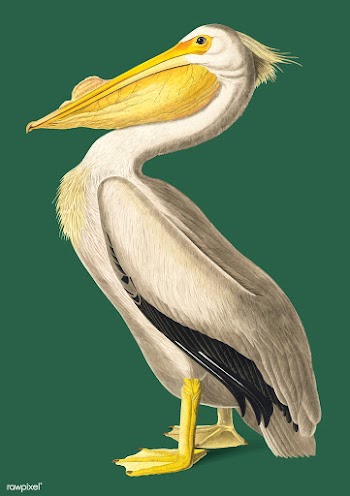 American White Pelican illustration | Free stock vector - 457908