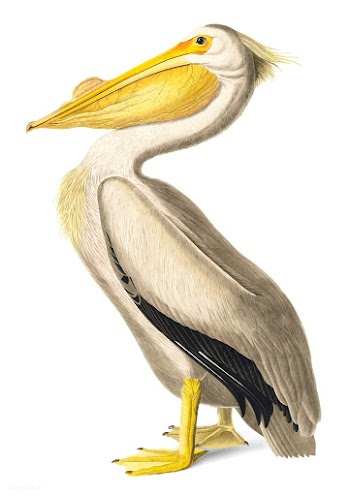 American White Pelican illustration | Free stock vector - 457913