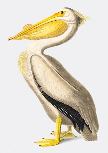 American White Pelican illustration | Free stock vector - 457916